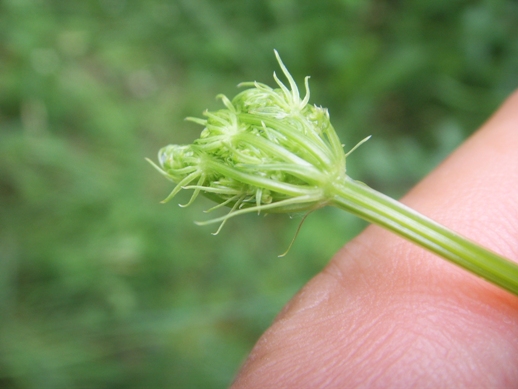 Oenanthe pimpinelloides / Finocchio acquatico comune